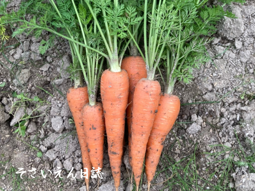とれたて春にんじん