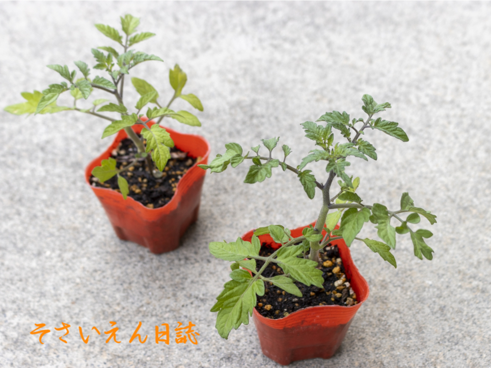 ミニトマト、苗二つ