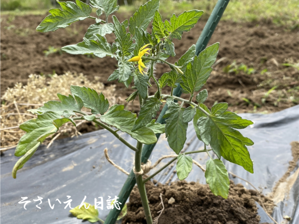 ミニトマト、植えつけ