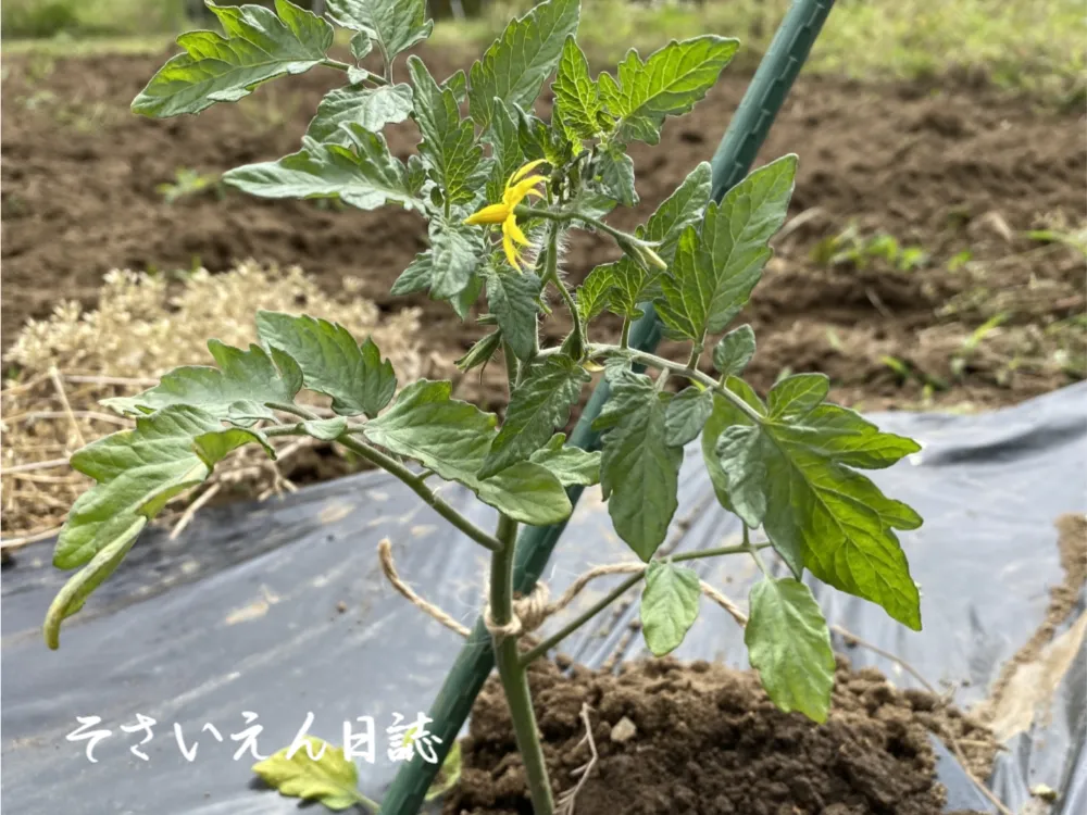 苗の植えつけ