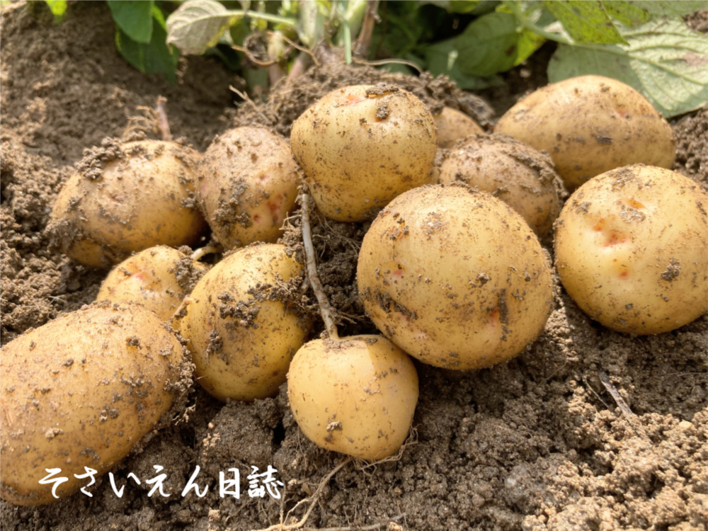 ほりたてのじゃがいも