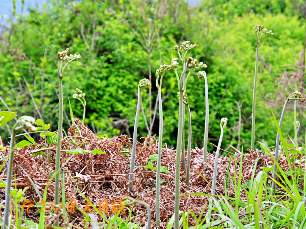 東北山菜 ワラビ