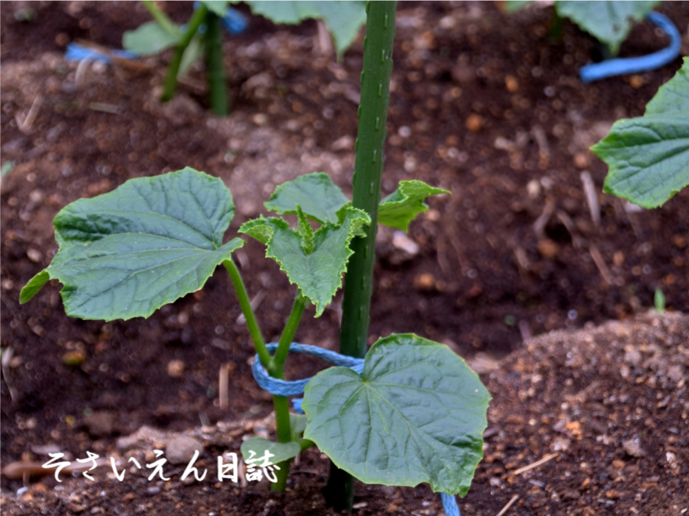 支柱誘引 キュウリ苗