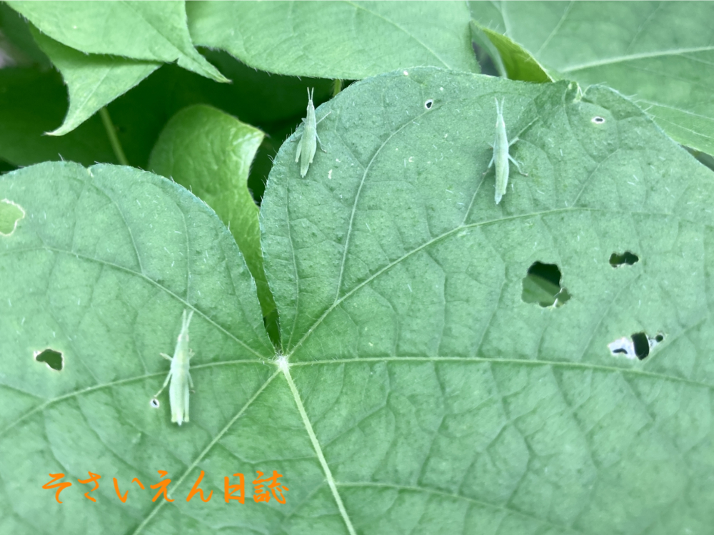 穀雨ケア 朝顔とオンブバッタ