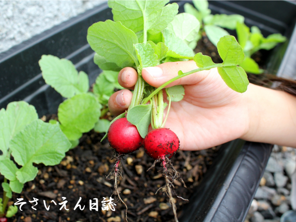 ラディッシュ収穫