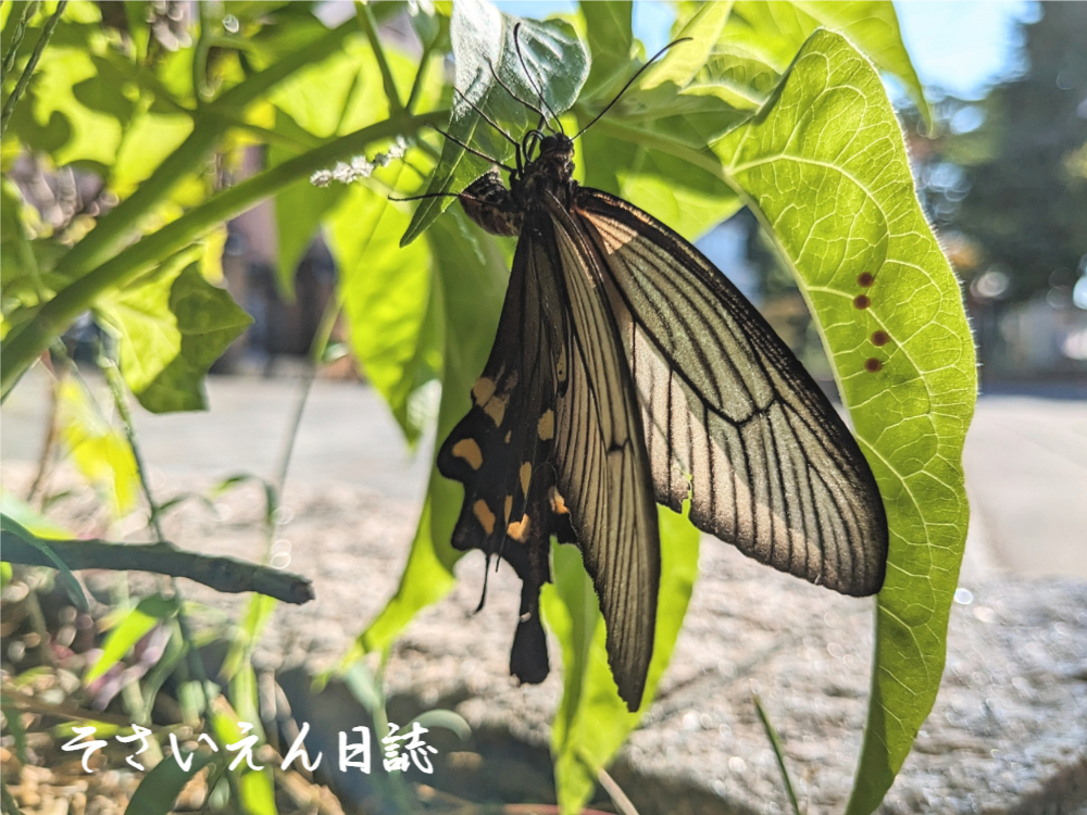 虫チェック ジャコウアゲハ