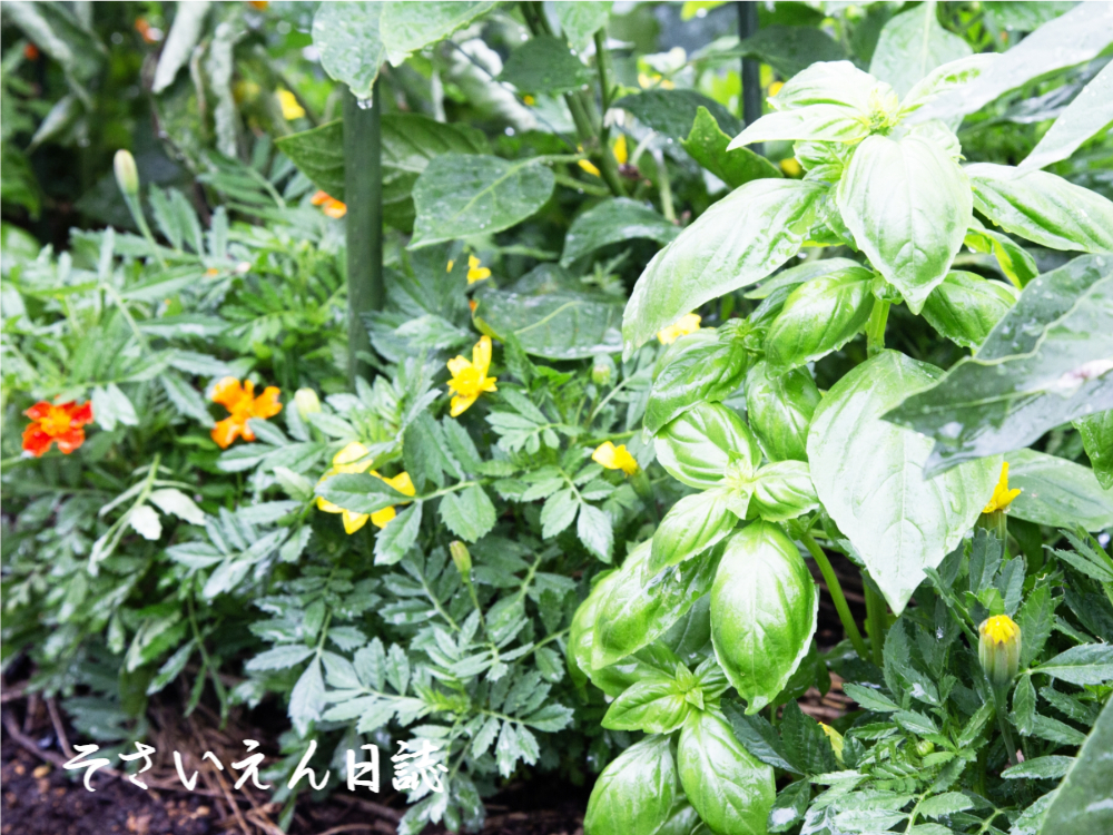 コンパニオンプランツ