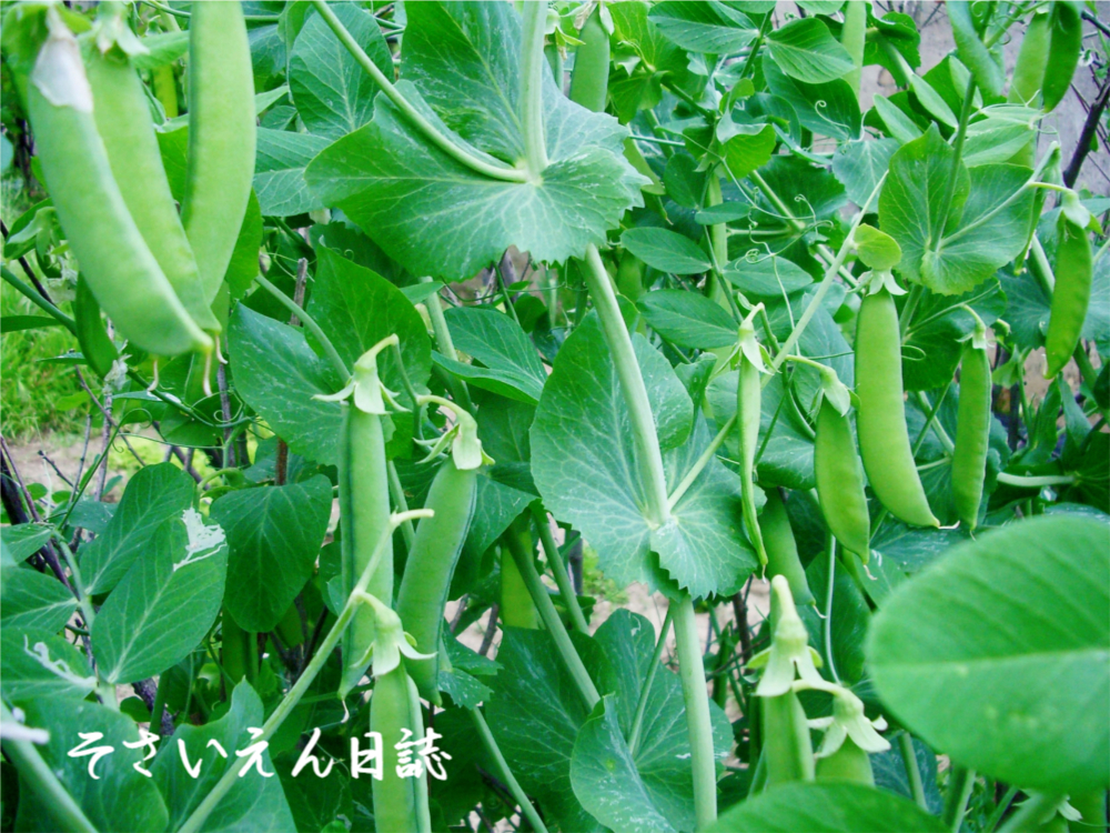 家庭菜園で育つスナップエンドウ