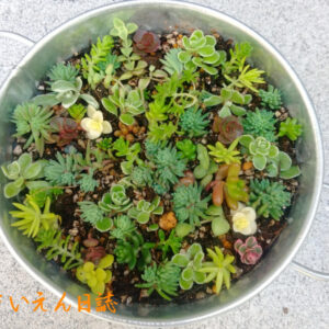 培養土選び 入門ガイド