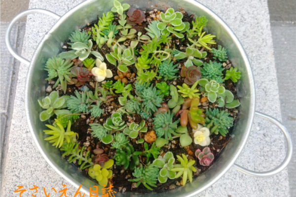 培養土選び 入門ガイド