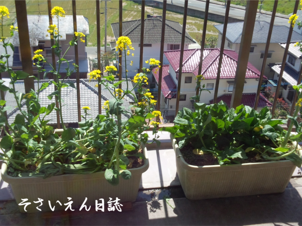 ベランダ野菜、プランター栽培