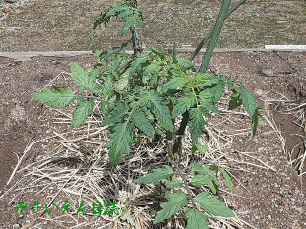 トマト苗を支柱に誘引する