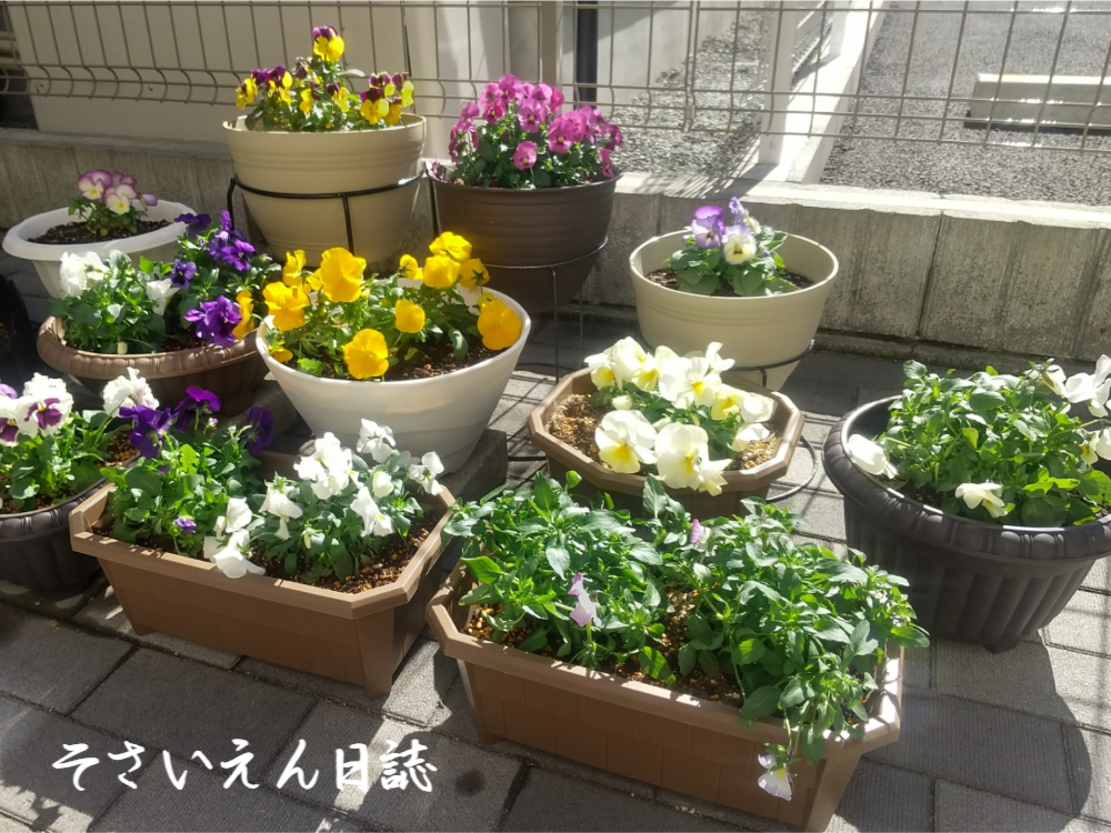 コンテナガーデン