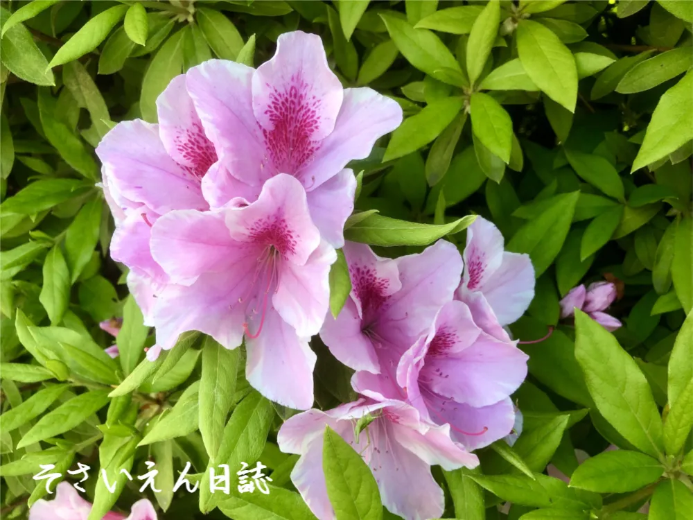 つつじの春
