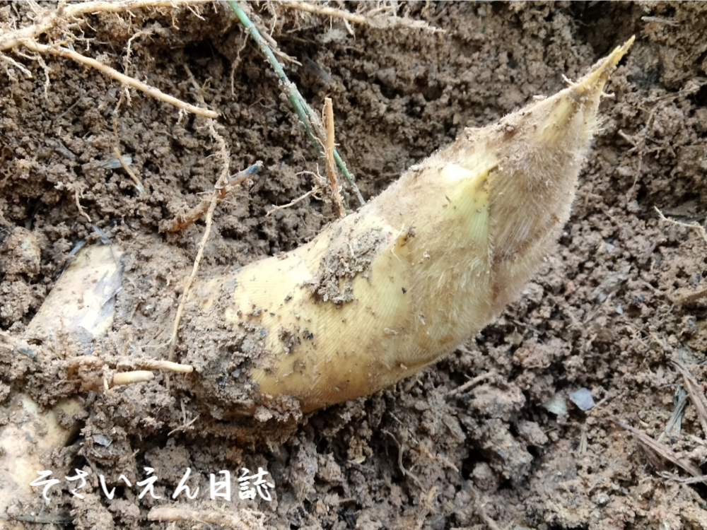 たけのこ文化、京都のタケノコ