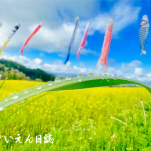 雨上がり、鯉のぼり