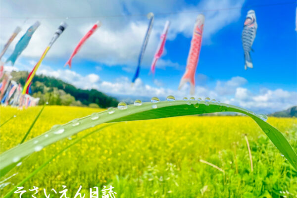 雨上がり、鯉のぼり