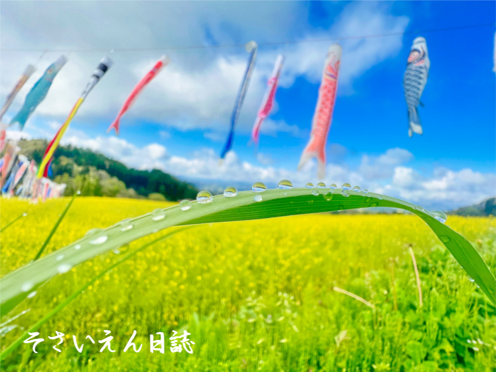 雨上がり、土の再生