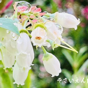 雨の菜園 ブルーベリーの花