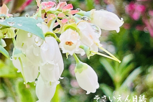 雨の菜園 ブルーベリーの花
