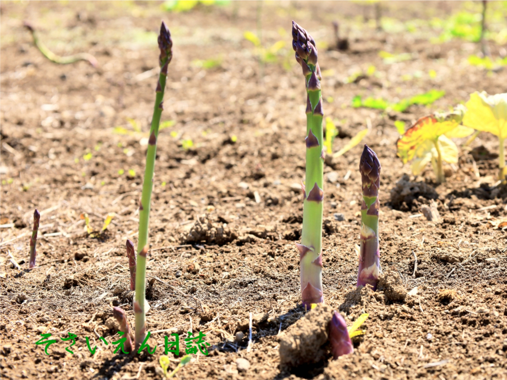アスパラガスの畑