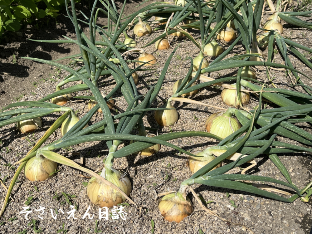 収穫タイミング 玉ねぎ