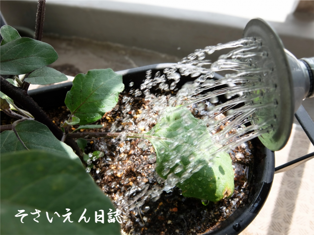 水やりコツ、ベランダ菜園