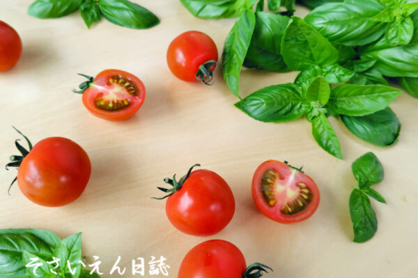 ベランダ野菜、ミニトマトとバジル