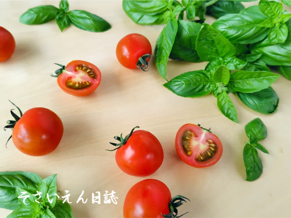 ベランダ野菜の育て方