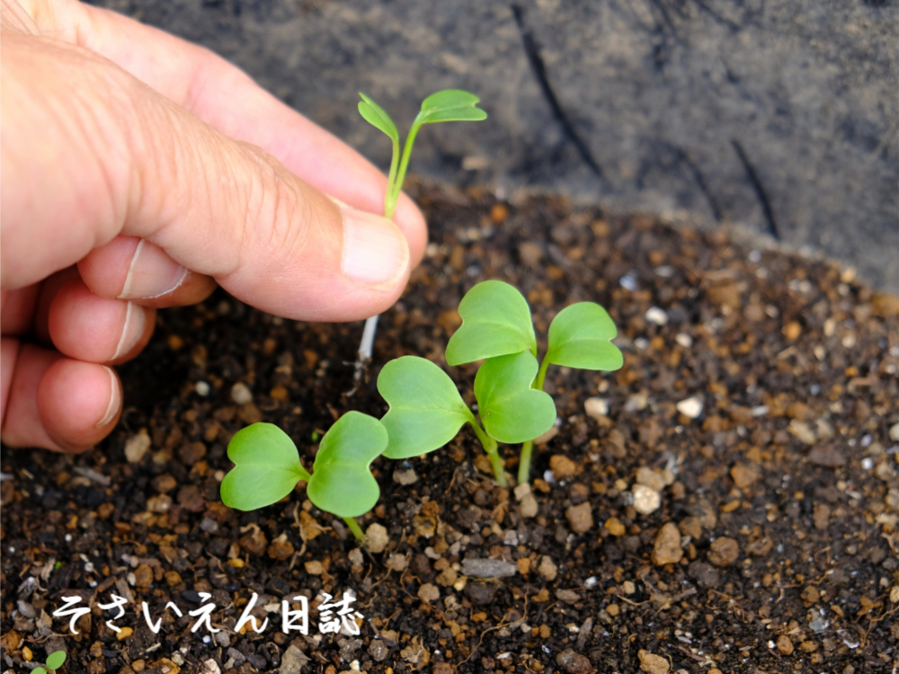 芽育てケア 大根の間引き