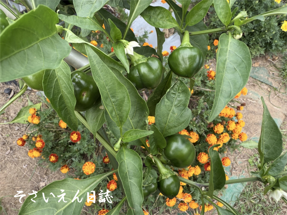 虫予防 コンパニオンプランツ