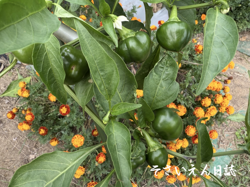 穀雨草花 マリーゴールド