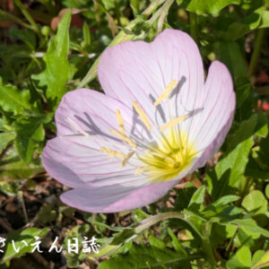 穀雨ケア ヒルザキツキミソウ