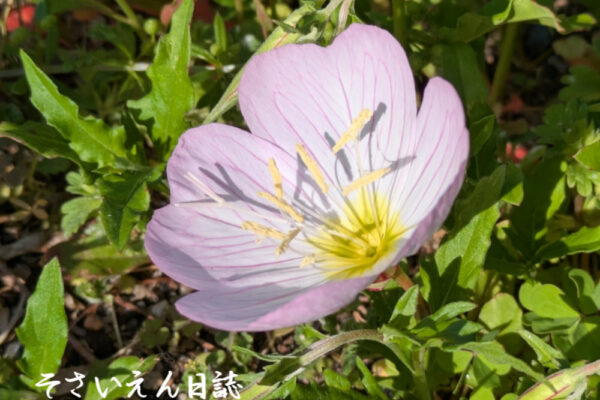 穀雨ケア ヒルザキツキミソウ