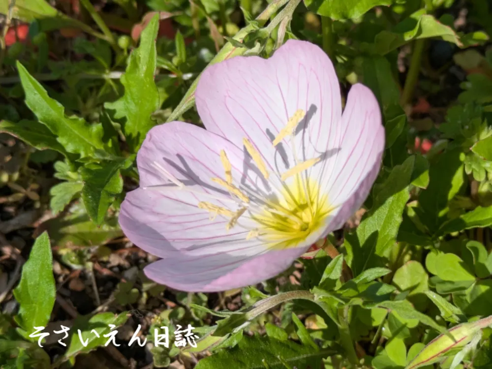 穀雨ケア 病害虫予防