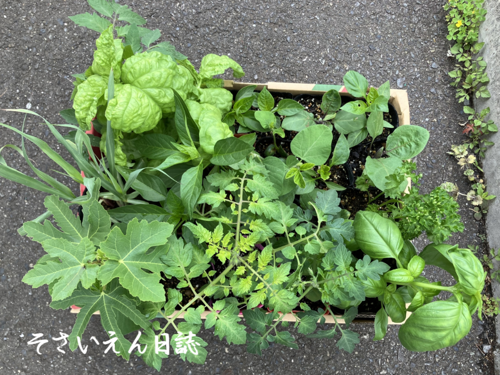 夏野菜苗を購入する