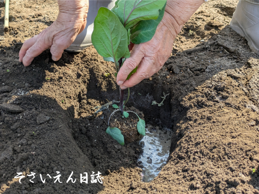 夏野菜苗 ナスの定植