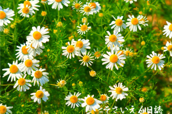 穀雨草花 カモミール