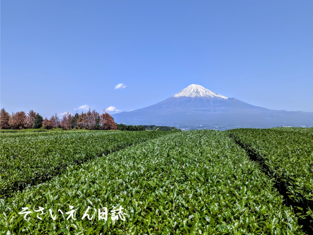 新茶の滴 富士宮市の茶畑