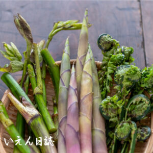 ウド、たけのこ、こごみ