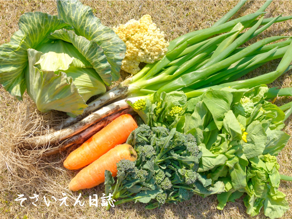 春にんじん、無農薬野菜