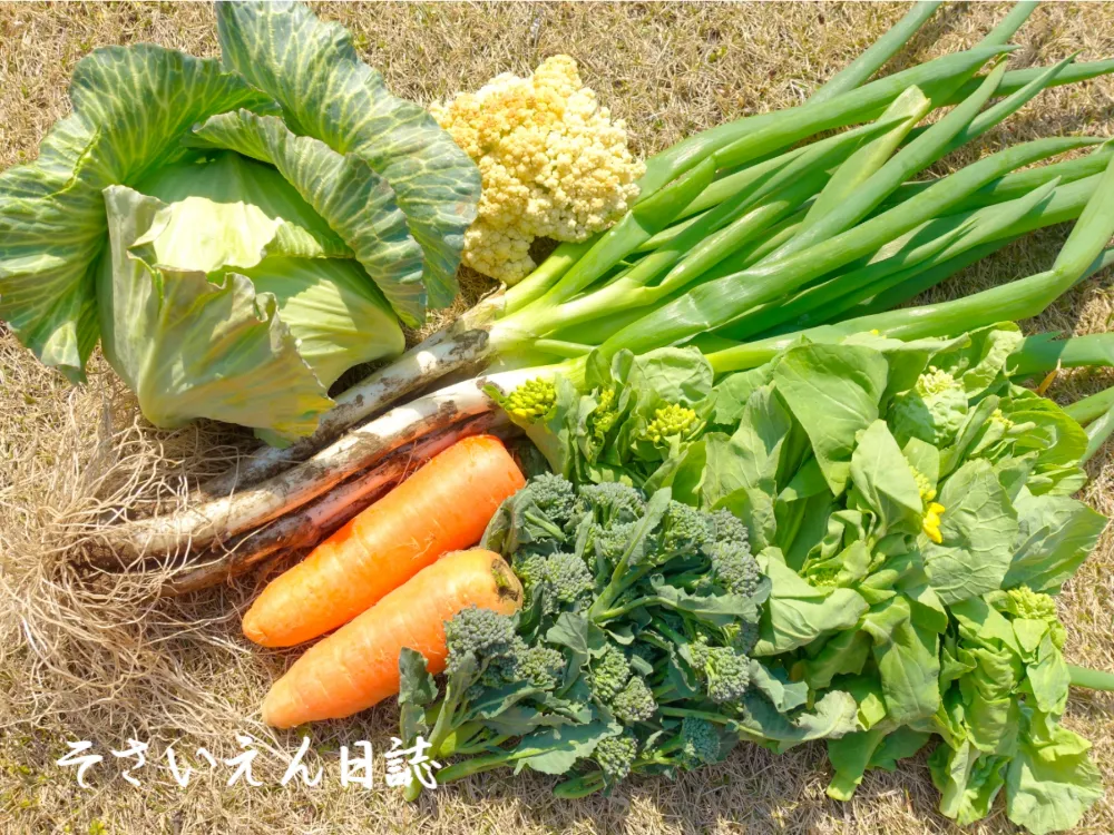 無農薬の春野菜
