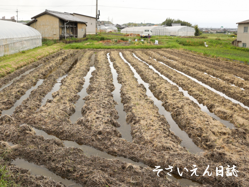 雨の菜園 雨あがり