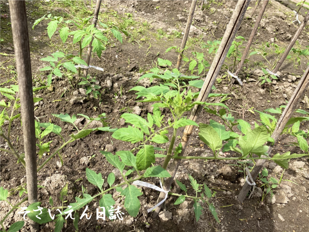 夏野菜植付 トマト