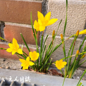 こぼれ種 ゼフィランサス