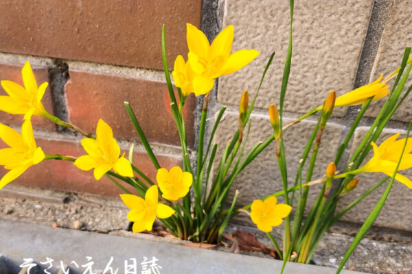 こぼれ種 ゼフィランサス