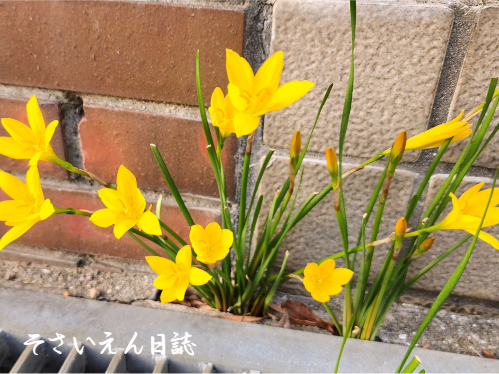 こぼれ種 春の旅路