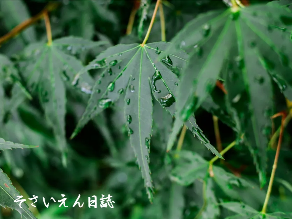 青モミジと水滴