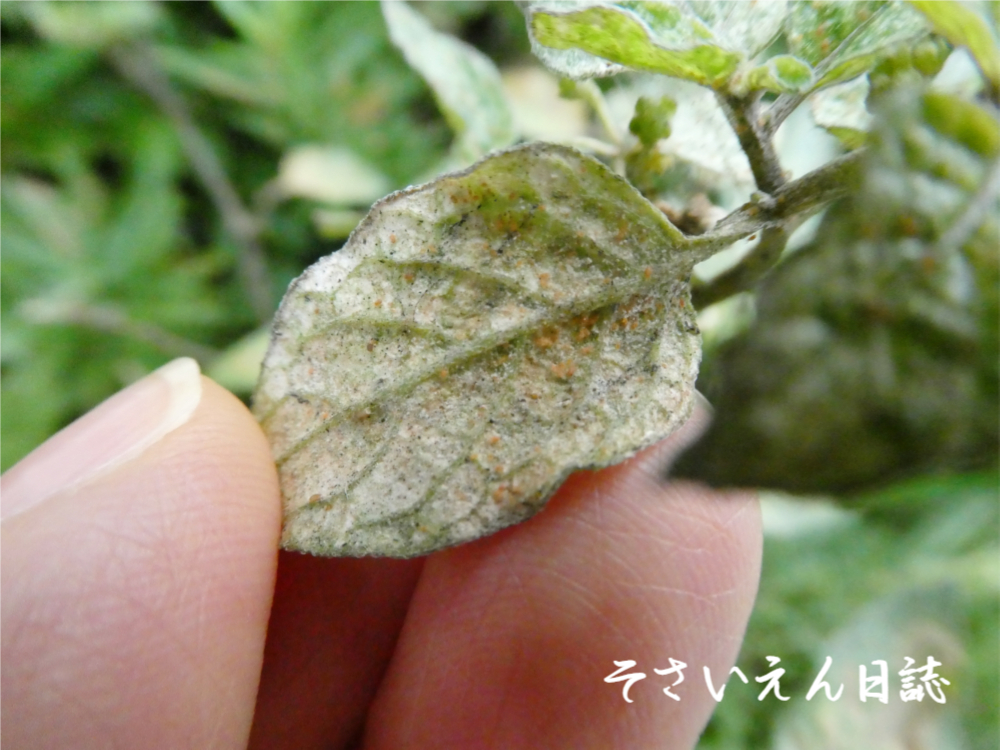 イヌホオズキのハダニ被害