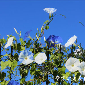 ベランダのあさがお